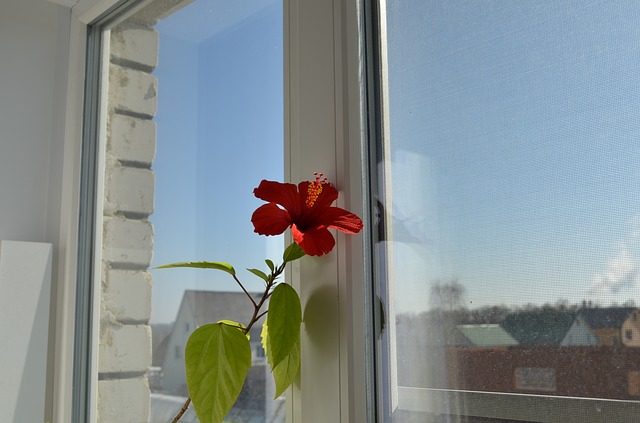 květina v okně.jpg